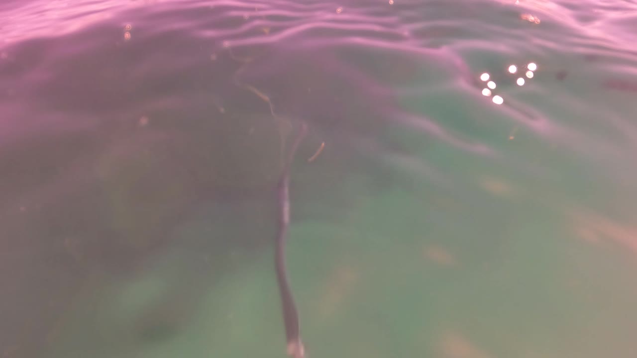 The fish and line appear just below a rippled pink-tinted surface in San Jose del Cabo, Mexico, with no visible people.