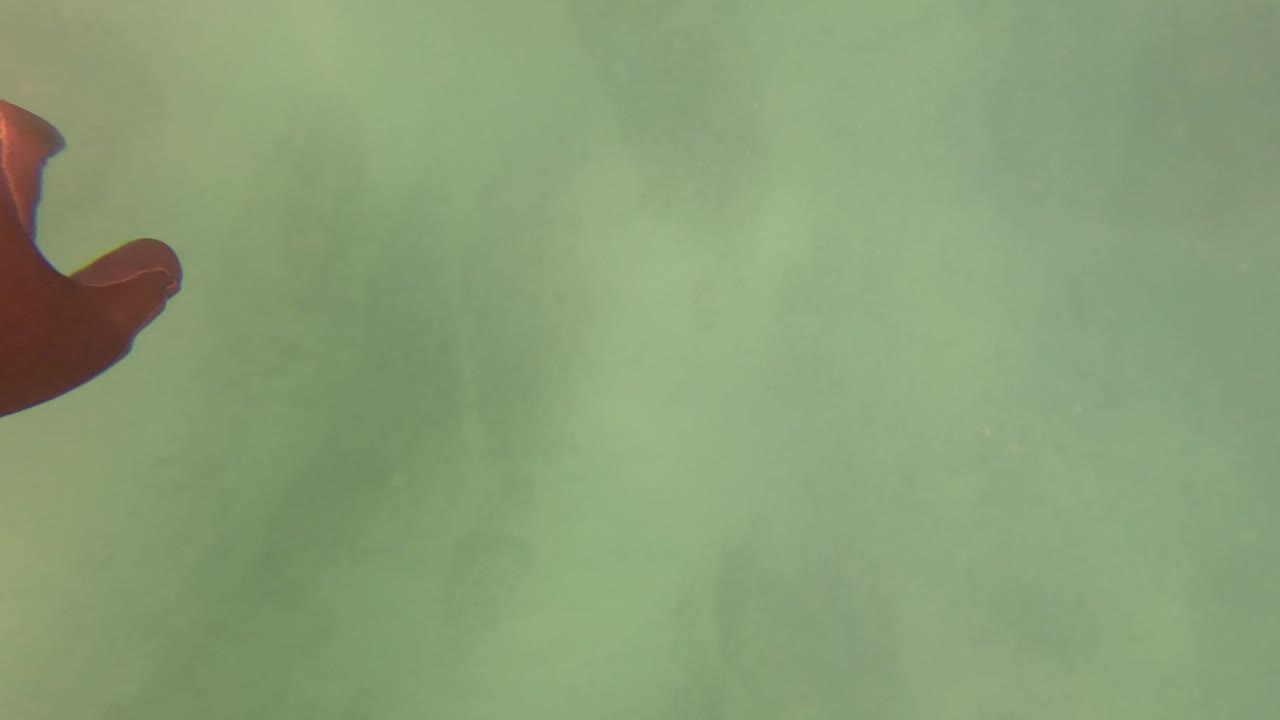 A red wristband or hand enters the upper edge of a green underwater frame in San Jose del Cabo BCS Mexico.