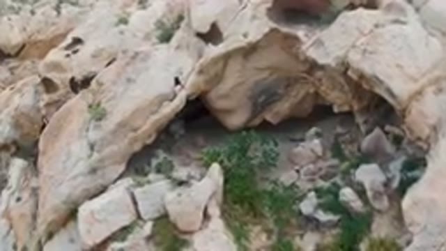 CABO PULMO BCS MEXICO-2024: Bear Standing On A Rock In The Wilderness