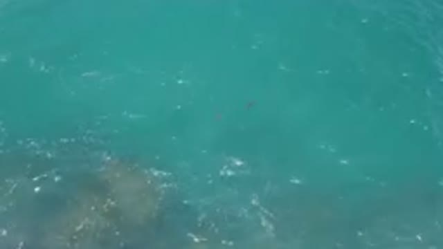 LAGUNA BEACH EAST CAPE BCS MEXICO-2023: Two Dolphins Swimming In The Ocean Near