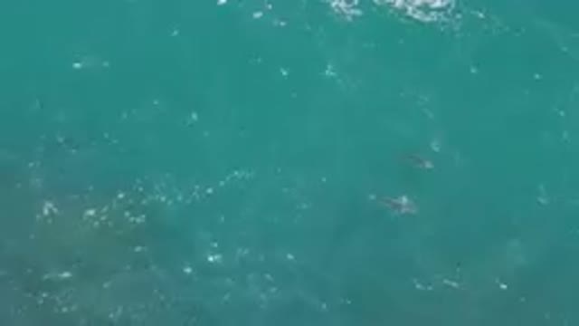 LAGUNA BEACH EAST CAPE BCS MEXICO-2023: Many Fish Swimming In The Water Near The Shore
