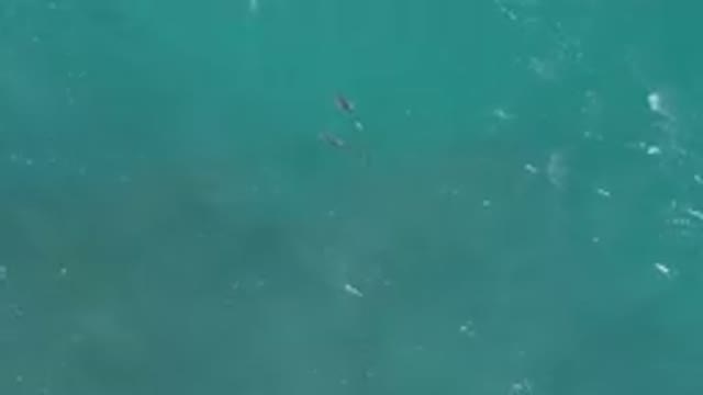 LAGUNA BEACH EAST CAPE BCS MEXICO-2023: Two Fish Swimming In The Water Near A