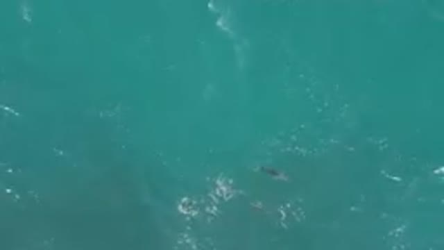 LAGUNA BEACH EAST CAPE BCS MEXICO-2023: Two Dolphins Swimming In The Ocean Near