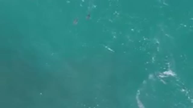 LAGUNA BEACH EAST CAPE BCS MEXICO-2023: Two Dolphins Swimming In The Ocean Near