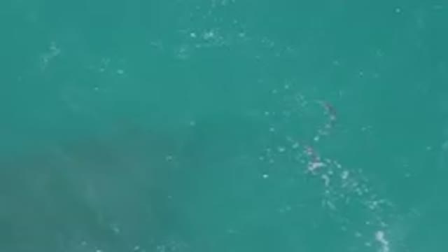 LAGUNA BEACH EAST CAPE BCS MEXICO-2023: Two Dolphins Swimming In The Ocean Near