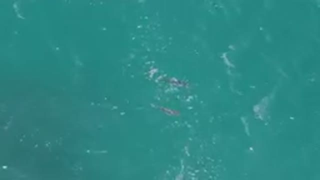 LAGUNA BEACH EAST CAPE BCS MEXICO-2023: Two Dolphins Swimming In The Ocean Near