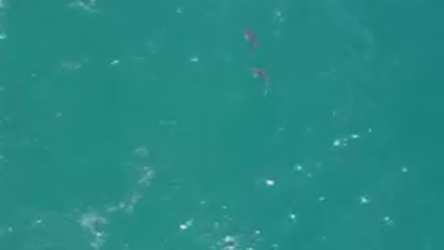 LAGUNA BEACH EAST CAPE BCS MEXICO-2023: Two Dolphins Swimming In The Ocean Near