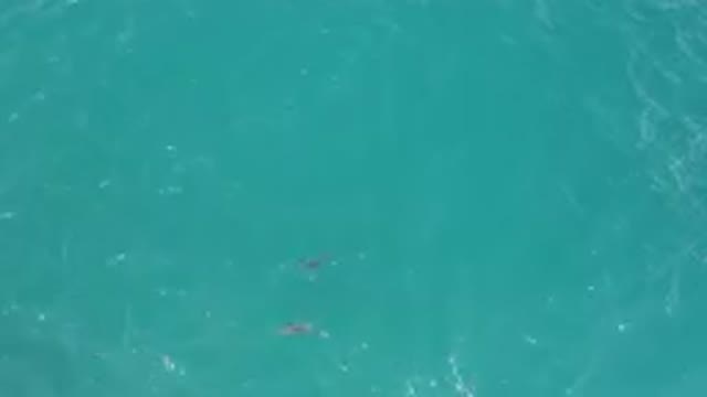 LAGUNA BEACH EAST CAPE BCS MEXICO-2023: Two Dolphins Swimming In The Ocean Near