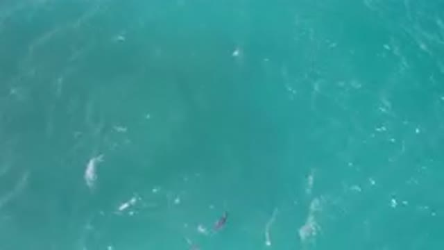 LAGUNA BEACH EAST CAPE BCS MEXICO-2023: Many Dolphins Swimming In The Ocean