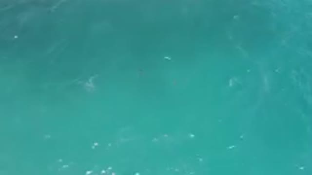 LAGUNA BEACH EAST CAPE BCS MEXICO-2023: Many Fish Swimming In The Water Near A Rocky Shoreline