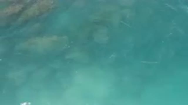 LAGUNA BEACH EAST CAPE BCS MEXICO-2023: Many Fish Swimming In The Water Near The Shore