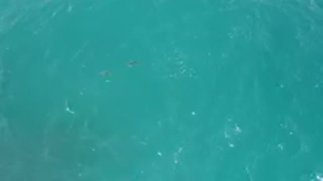 LAGUNA BEACH EAST CAPE BCS MEXICO-2023: Two Fish Swimming In The Water Near A