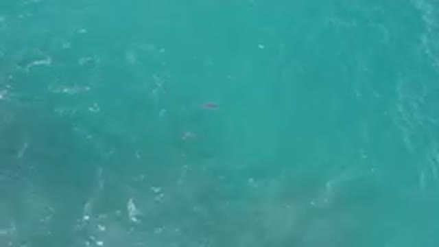LAGUNA BEACH EAST CAPE BCS MEXICO-2023: Two Dolphins Swimming In The Ocean Near