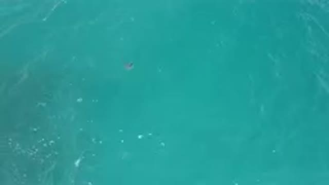 LAGUNA BEACH EAST CAPE BCS MEXICO-2023: Shark Surfacing Near Boat in Ocean