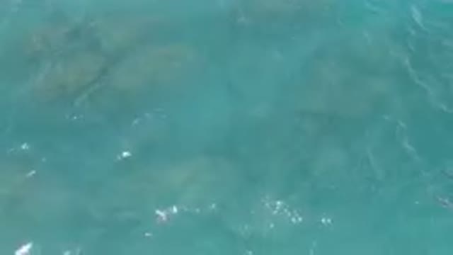 LAGUNA BEACH EAST CAPE BCS MEXICO-2023: Two Dolphins Swimming In The Water Near