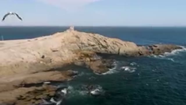 BAHIA ASCUNCION BCS MEXICO-2023: Bird Flying Over A Rocky Cliff Near The Ocean