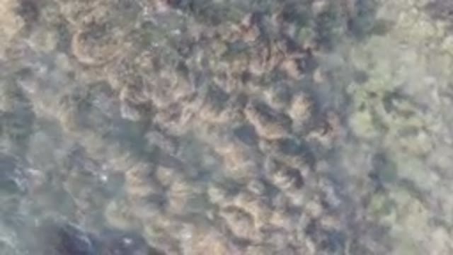 BAHIA ASCUNCION BCS MEXICO-2023: Seaweed Floating on Water Near Rocky Shore