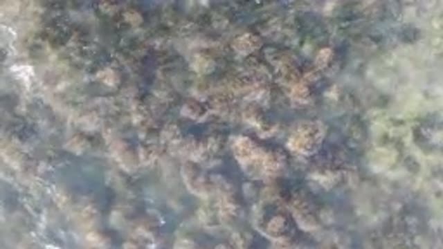 BAHIA ASCUNCION BCS MEXICO-2023: Large Turtle Swimming In The Water Near A Beach