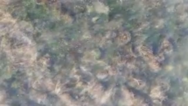 BAHIA ASCUNCION BCS MEXICO-2023: Bird Standing in Water with Floating Seaweed