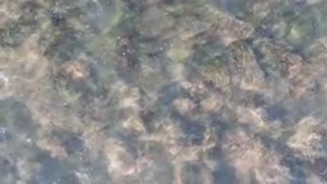 BAHIA ASCUNCION BCS MEXICO-2023: Bird Standing in Water with Seaweed and Calm Ripples