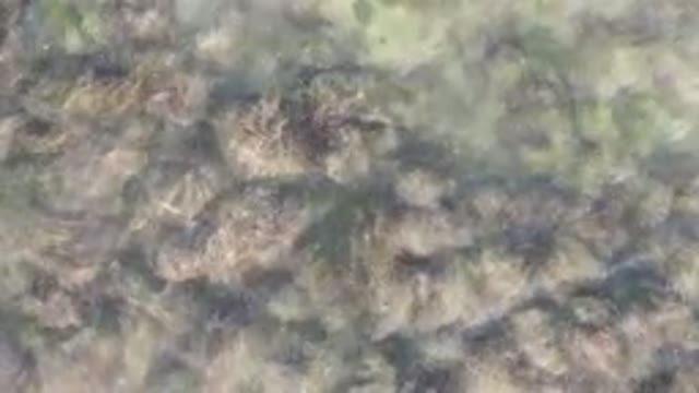 BAHIA ASCUNCION BCS MEXICO-2023: Blurry Image Of A Bird Flying Over The Water