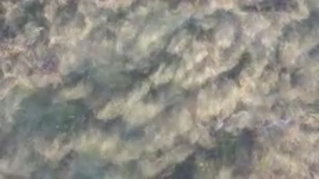 BAHIA ASCUNCION BCS MEXICO-2023: Surfboard Floating in Calm Water with Fish and Seaweed
