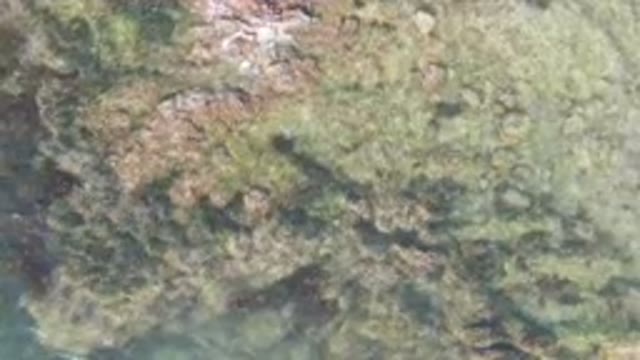 BAHIA ASCUNCION BCS MEXICO-2023: Aerial Group Of Animals In A Grassy Area