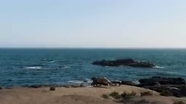 BAHIA ASCUNCION BCS MEXICO-2023: Two Cows Standing On The Beach Near The Water