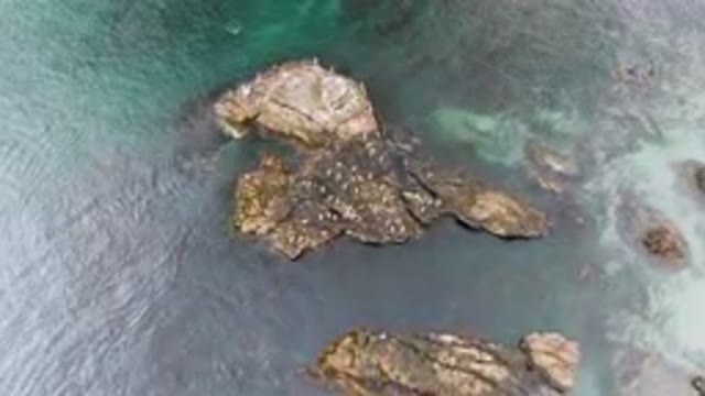 BAHIA ASCUNCION BCS MEXICO-2023: Two Birds Sitting On The Rocks In The Water