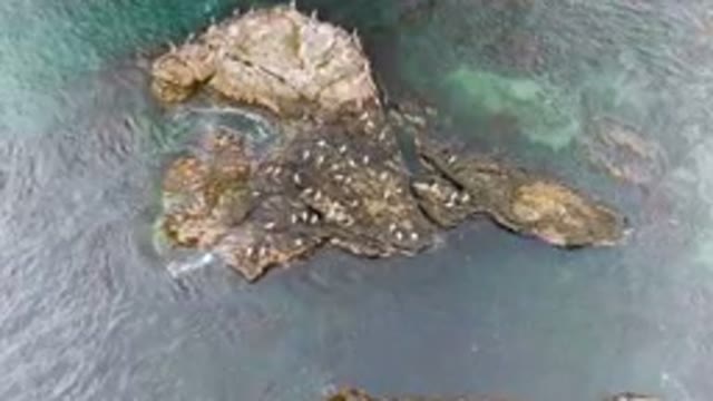 BAHIA ASCUNCION BCS MEXICO-2023: Many Birds Sitting On The Rocks In The Coastal Landscape