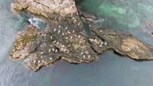 BAHIA ASCUNCION BCS MEXICO-2023: Many Birds Sitting On Rocks Near River