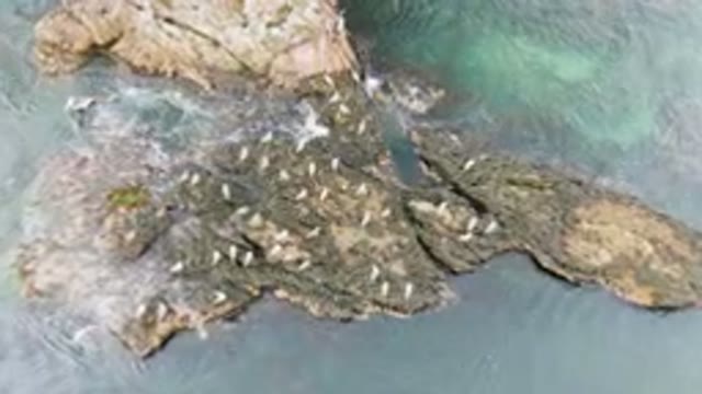 BAHIA ASCUNCION BCS MEXICO-2023: Many White Birds On The Rocks By The Water