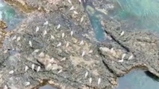 BAHIA ASCUNCION BCS MEXICO-2023: Many White Birds On The Rocks By The Water