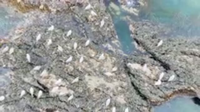 BAHIA ASCUNCION BCS MEXICO-2023: Many Birds Standing On The Rocks