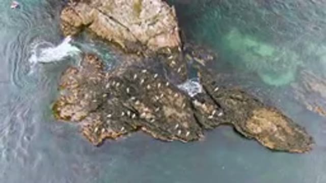 BAHIA ASCUNCION BCS MEXICO-2023: Many Birds On The Rocks In The Water