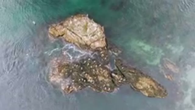 BAHIA ASCUNCION BCS MEXICO-2023: Many Birds Sitting On Rocks In The Coastal Landscape
