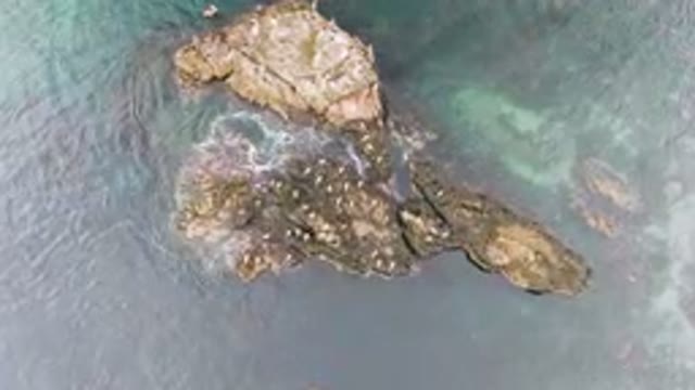 BAHIA ASCUNCION BCS MEXICO-2023: Many Birds Flying Over Water From Above