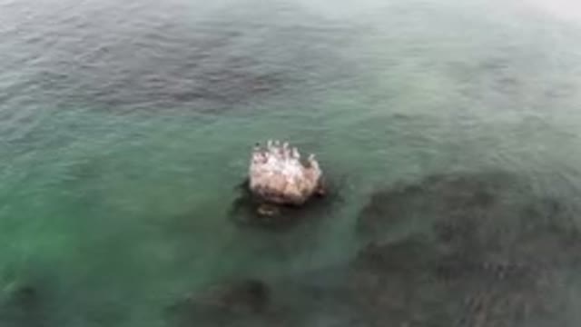 BAHIA ASCUNCION BCS MEXICO-2023: A Lot Of Birds Sitting On A Rock In
