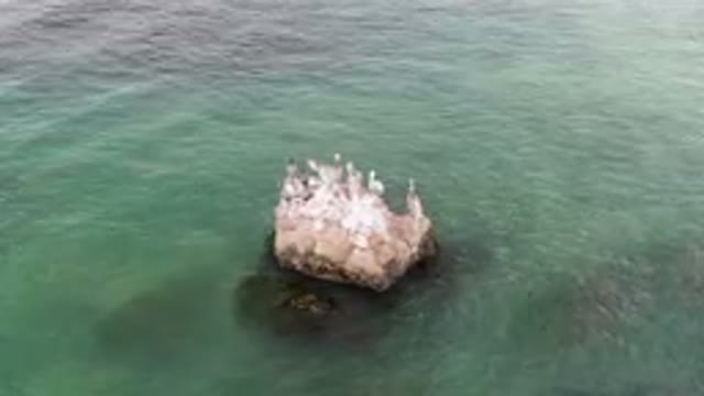 BAHIA ASCUNCION BCS MEXICO-2023: Many Birds Sitting On A Rock In The Water