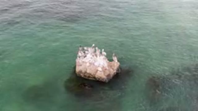 BAHIA ASCUNCION BCS MEXICO-2023: Many Birds Sitting On A Rock In The Water