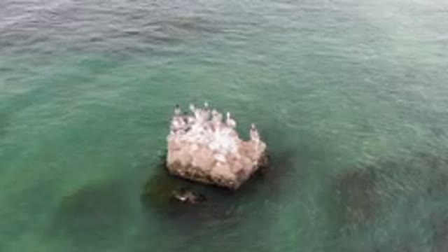 BAHIA ASCUNCION BCS MEXICO-2023: Many Birds Sitting On A Rock In The Water