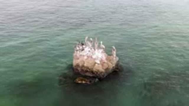 BAHIA ASCUNCION BCS MEXICO-2023: Many Birds Sitting On A Rock In The Water