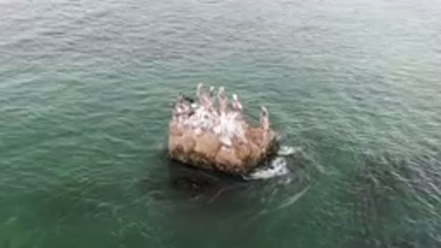 BAHIA ASCUNCION BCS MEXICO-2023: Many Birds Sitting On A Rock In The Ocean