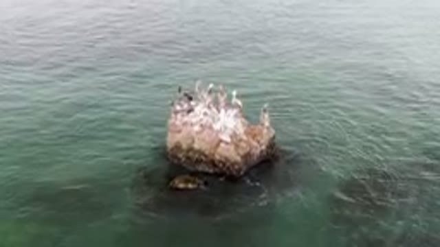 BAHIA ASCUNCION BCS MEXICO-2023: Many Birds Sitting On A Rock In The Water