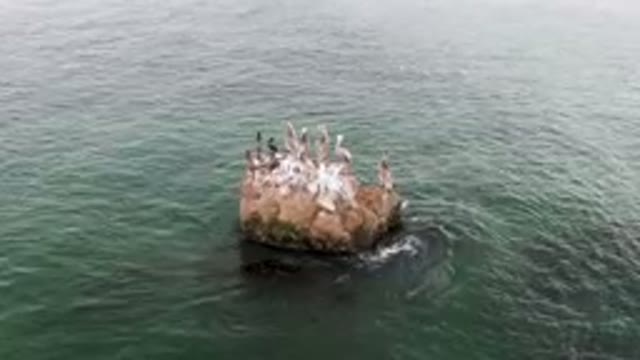 BAHIA ASCUNCION BCS MEXICO-2023: Many Birds Sitting On A Rock In The Water