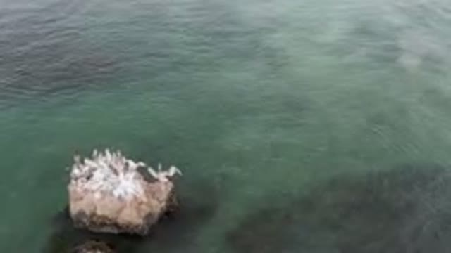 BAHIA ASCUNCION BCS MEXICO-2023: Many Birds Sitting On Rocks Near Water