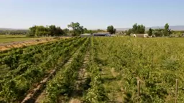 PALISADES COLORADO USA-2023: Field Of Green Plants In The Middle Of A Field
