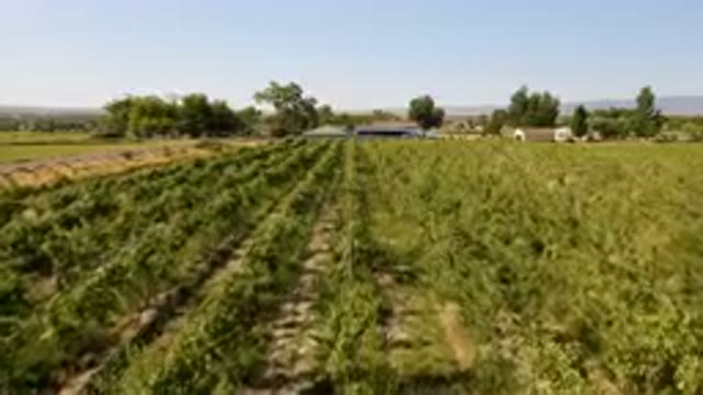 PALISADES COLORADO USA-2023: Field Of Crops That Are Growing In The Field