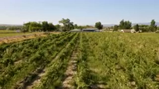 PALISADES COLORADO USA-2023: Wide View Of A Farm With Rows Of Lush Crops