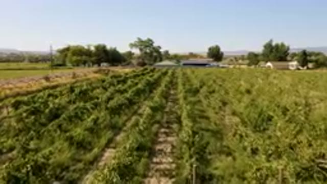 PALISADES COLORADO USA-2023: Field Of Green Plants In The Middle Of A Rural Area